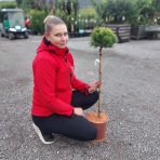 Borovica horská (Pinus mugo) ´WINTERGOLD´ – výška 80-90 cm, kont. C5L - NA KMIENKU